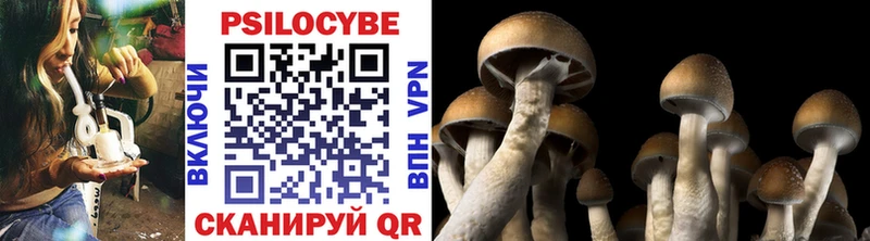 KRAKEN ТОР  купить  сайты  Ленинградская  Псилоцибиновые грибы Psilocybe 